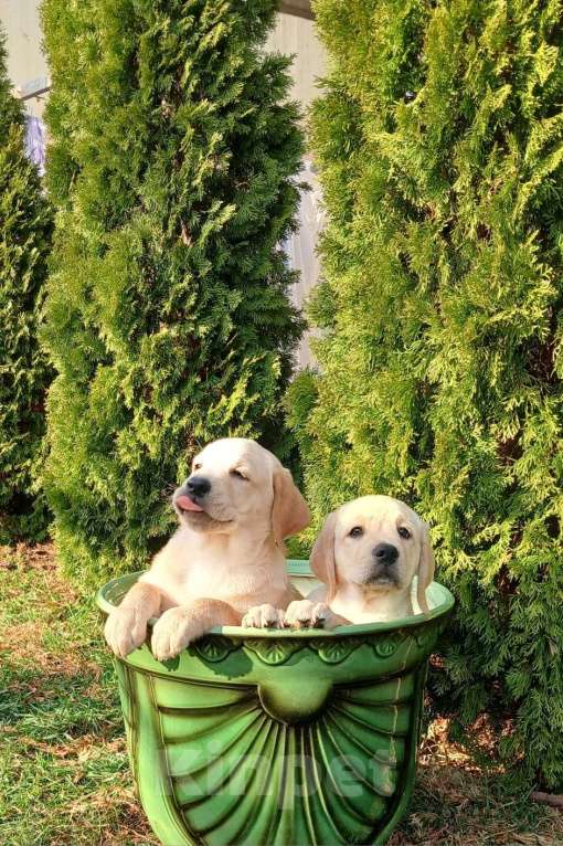 Собаки в других городах Краснодарского края: Щенки лабрадор-ретривер Мальчик, Бесплатно - фото 3