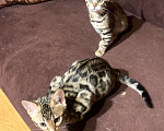 Кошки в Санкт-Петербурге: Бенгальские котята клубные Девочка, 27 000 руб. - фото 8