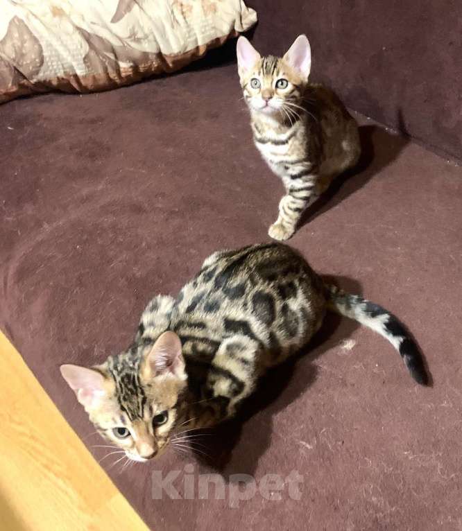 Кошки в Санкт-Петербурге: Бенгальские котята клубные Девочка, 27 000 руб. - фото 8