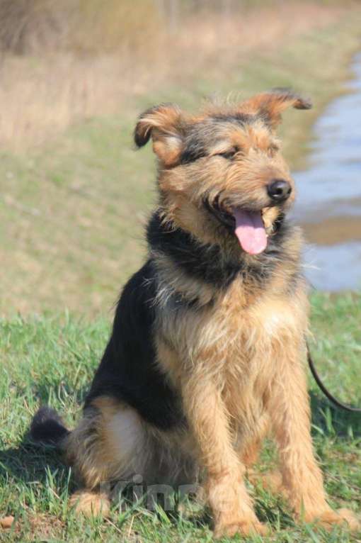 Собаки в Москве: Чупчик (Чуп, Чуппуня) — ваш будущий друг и компаньон! Мальчик, Бесплатно - фото 7