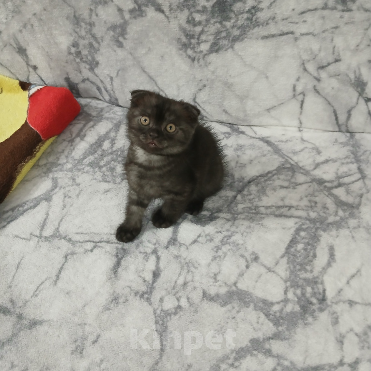 Кошки в Арзамасе: Продаю щотландскую кошечку Девочка, 3 000 руб. - фото 5