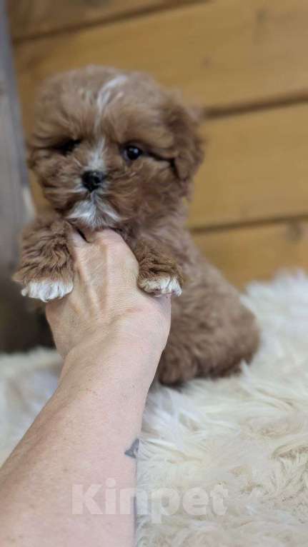 Собаки в других городах Московской области: Собаки Девочка, Бесплатно - фото 4
