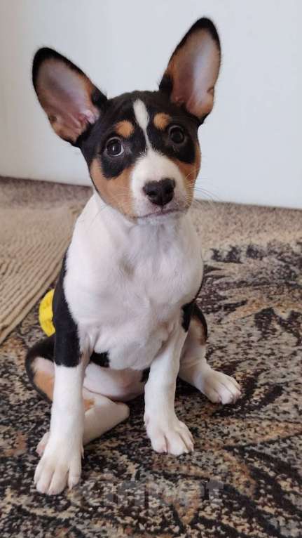 Собаки в Санкт-Петербурге: Щенок басенджи триколор Девочка, Бесплатно - фото 4