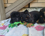 Собаки в Азове: Щенок ищет дом Девочка, 1 руб. - фото 2