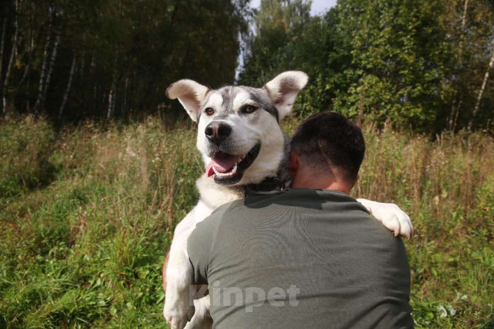 Собаки в Москве: Серенький Мальчик, Бесплатно - фото 9