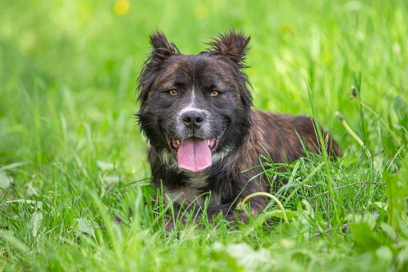 Собаки в Москве: Молодая метис леонбергера Чара в добрые руки Девочка, Бесплатно - фото 9
