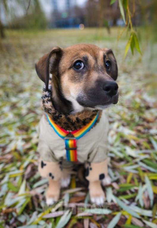 Собаки в Москве: Нала - нежность в двойном размере Девочка, Бесплатно - фото 1