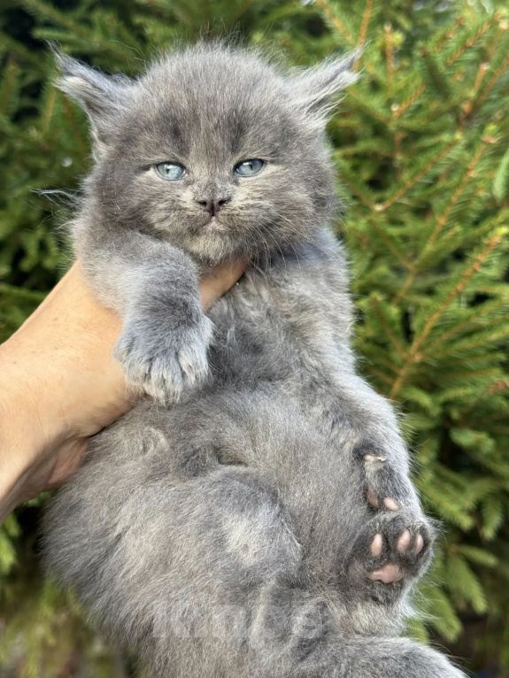 Кошки в Дне: Для ранней брони котята мейн- кунов Мальчик, Бесплатно - фото 1