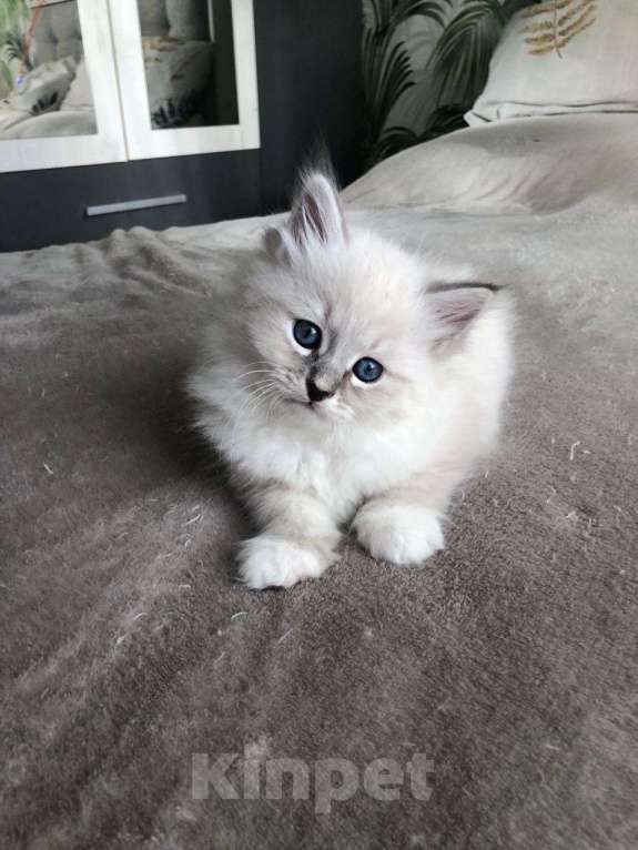 Кошки в Балашихе: Котенок Невский маскарадный  Мальчик, 25 000 руб. - фото 8