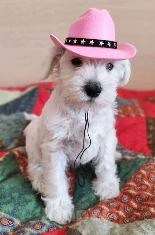 Собаки в Воронеже: Щенки белого цвергшнауцера Девочка, Бесплатно - фото 2