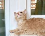Кошки в Москве: Рыжее чудо, котенок по имени Кекс в добрые руки Мальчик, Бесплатно - фото 3