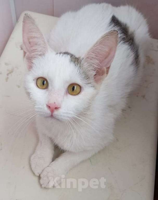 Кошки в Люберцах: В поисках дома красавица Мальвинка Девочка, Бесплатно - фото 1