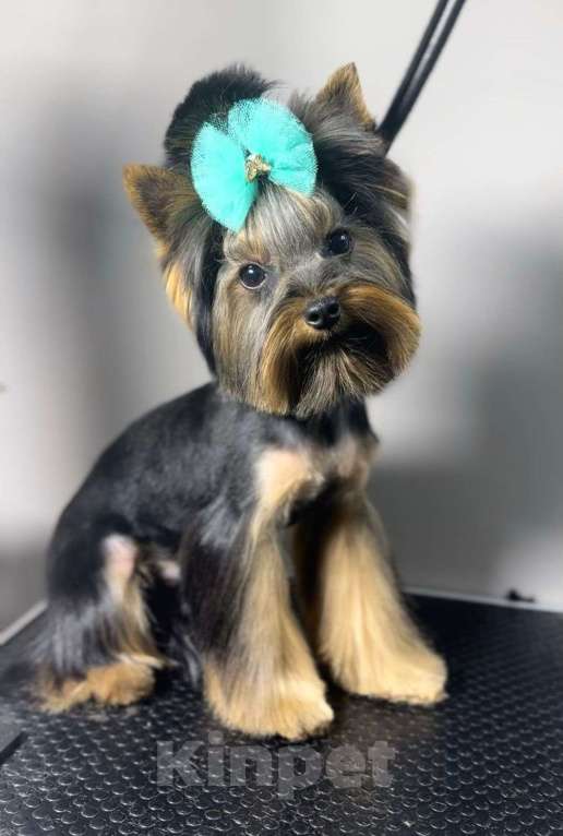 Собаки в Ростове-на-Дону: Йорк для шоу и выставок Мальчик, 35 000 руб. - фото 2
