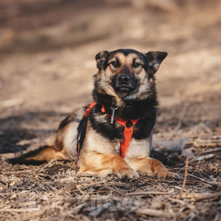 Собаки в Москве: Арья Девочка, Бесплатно - фото 3