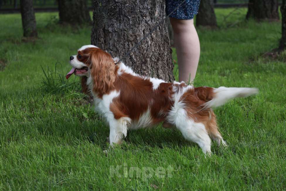 Собаки в Москве: Предлагается к продаже титулованный мальчик ККЧС Мальчик, 120 000 руб. - фото 1