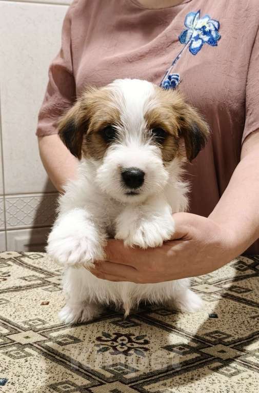 Собаки в Москве: Высокопородные щенки джек рассел терьера Мальчик, Бесплатно - фото 8