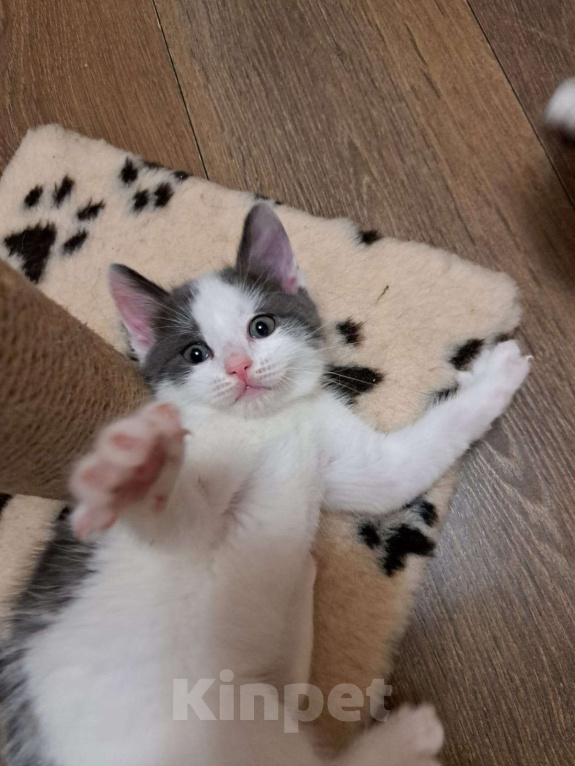 Кошки в Москве: Котенок в добрые руки Мальчик, Бесплатно - фото 3