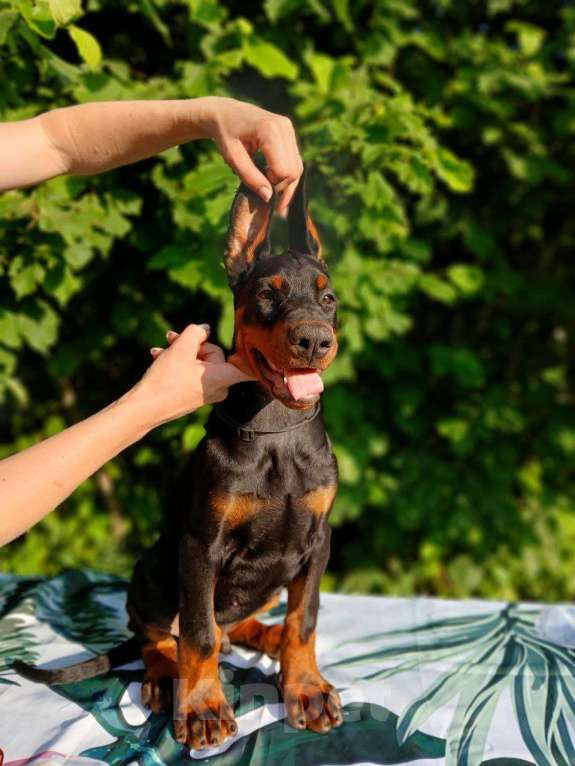 Собаки в Краснодаре: Щенки добермана от титулованых родителей Мальчик, 50 000 руб. - фото 4