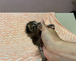 Кошки в Домодедово: Отдам найдëнышей в добрые руки Мальчик, Бесплатно - фото 8