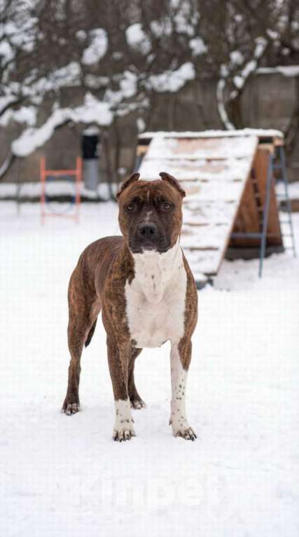 Собаки в Санкт-Петербурге: Питбуль Мунна ищет дом! Девочка, Бесплатно - фото 1