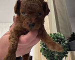 Собаки в Москве: той-пудель тедди девочка Девочка, 130 000 руб. - фото 1