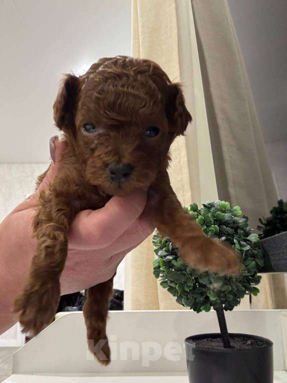 Собаки в Москве: той-пудель тедди девочка Девочка, 130 000 руб. - фото 1