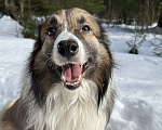 Собаки в Москве: Взрослый пес Бордер-колли в добрые руки Мальчик, Бесплатно - фото 2