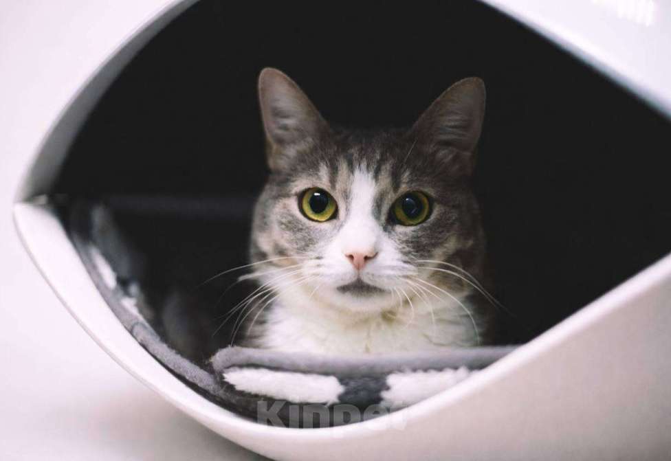 Кошки в Москве: Нежная кошечка Чикуля мечтает о доме Девочка, Бесплатно - фото 6