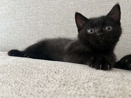 Шотландский котенок