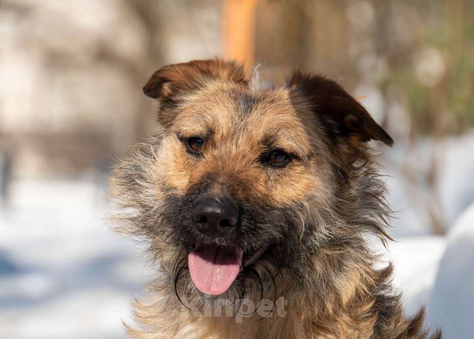 Собаки в Москве: Пальма 2 года! Девочка, Бесплатно - фото 9