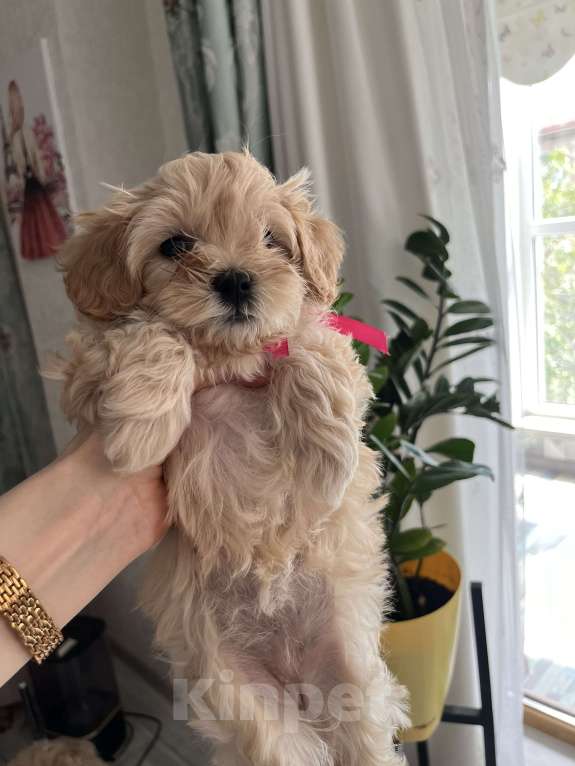 Собаки в Волгограде: Милая девочка Lizzi  Девочка, 100 000 руб. - фото 4