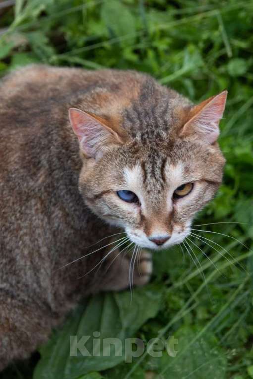 Кошки в Москве: Рыся в поисках дома Девочка, Бесплатно - фото 3