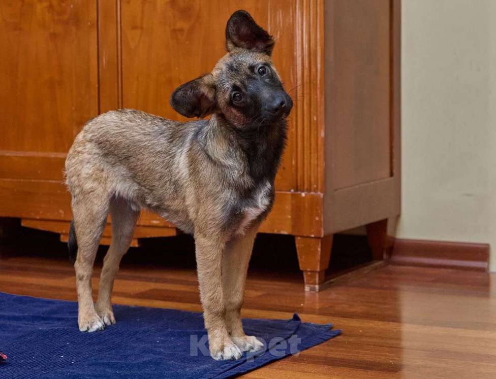 Собаки в Москве: Трогательный щенок Арчи очень ждёт свою семью! Мальчик, Бесплатно - фото 7