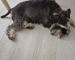 Собаки в Таганроге: Цвергшнауцер вязка окрас чёрный с серебром Мальчик, 15 руб. - фото 3