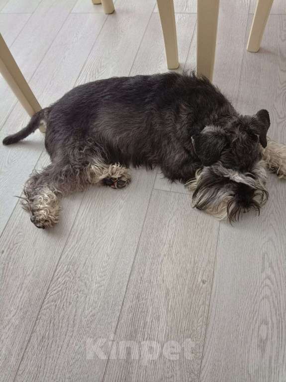 Собаки в Таганроге: Цвергшнауцер вязка окрас чёрный с серебром Мальчик, 15 руб. - фото 3