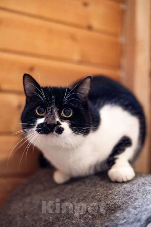 Кошки в Видном: Феликс ищет дом Мальчик, Бесплатно - фото 1