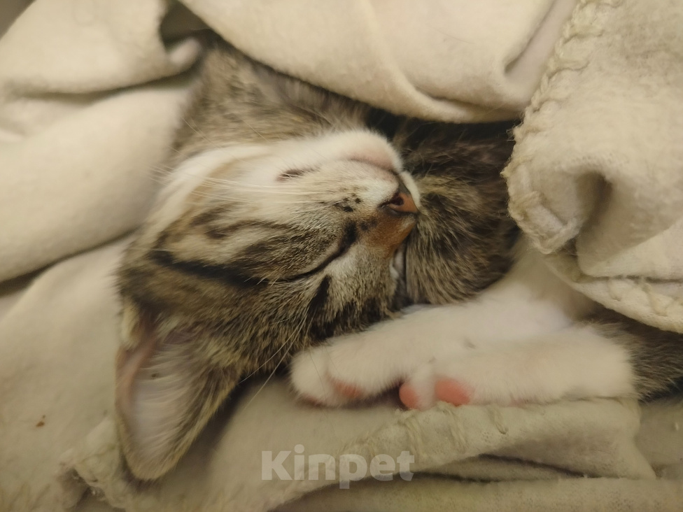 Кошки в Санкт-Петербурге: Котёнок Девочка, 300 руб. - фото 2