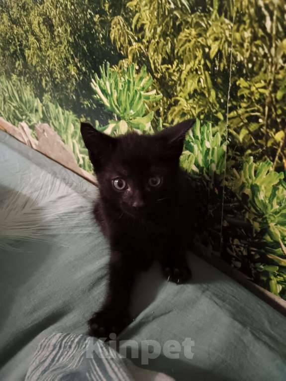 Кошки в других городах Свердловской области: Котик в заботливые и любящие руки Мальчик, Бесплатно - фото 3