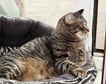 Кошки в Калуге: Тигран Потапыч, настоящий полосатый кот. В добрые руки. Мальчик, Бесплатно - фото 5