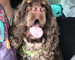 Собаки в Самаре: Американский кокер-спаниель вязка, 3 000 руб. - фото 2