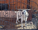 Собаки в Казани: Отдам Алабая в хорошие руки Мальчик, 10 руб. - фото 1