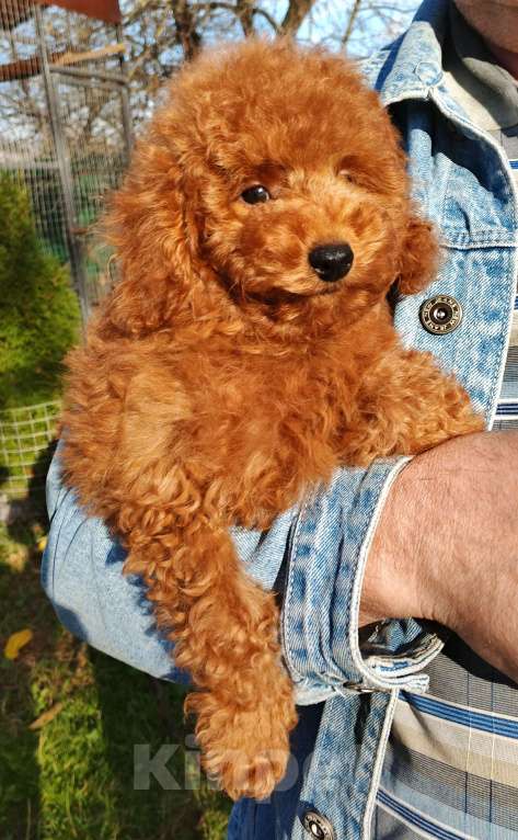 Собаки в Москве: Парень той-пудель РКФ. Мальчик, 100 000 руб. - фото 10