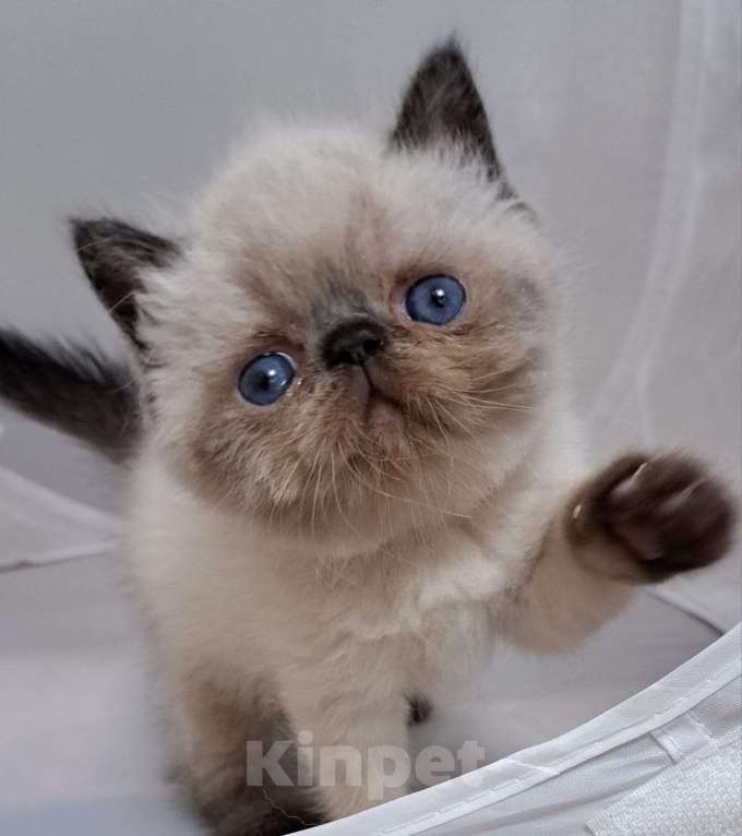 Кошки в Нижнем Новгороде: Котята персидской породы Мальчик, Бесплатно - фото 1