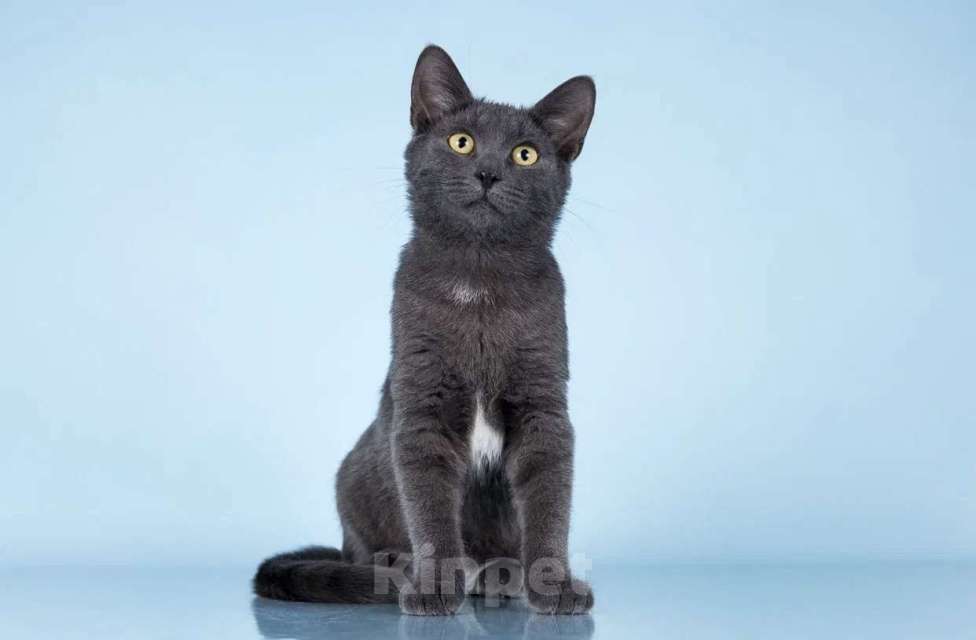 Кошки в Москве: АЛИСА ИЩЕТ ДОМ Девочка, Бесплатно - фото 4