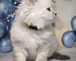 Кошки в Солнечногорске: Невский маскарадный котенок Лорд Мальчик, 50 000 руб. - фото 2