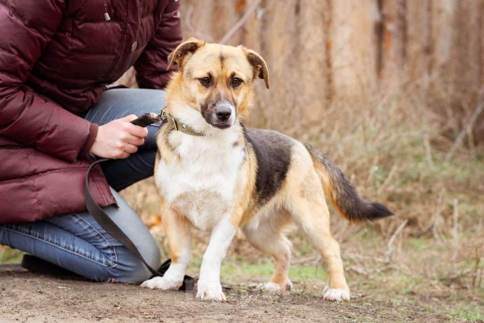 Собаки в Москве: Добрый и общительный Перчик ищет дом Мальчик, Бесплатно - фото 6