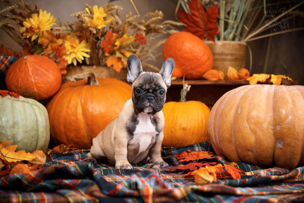 Собаки в Ростове-на-Дону: Готова к переезду.  Девочка, 50 000 руб. - фото 6