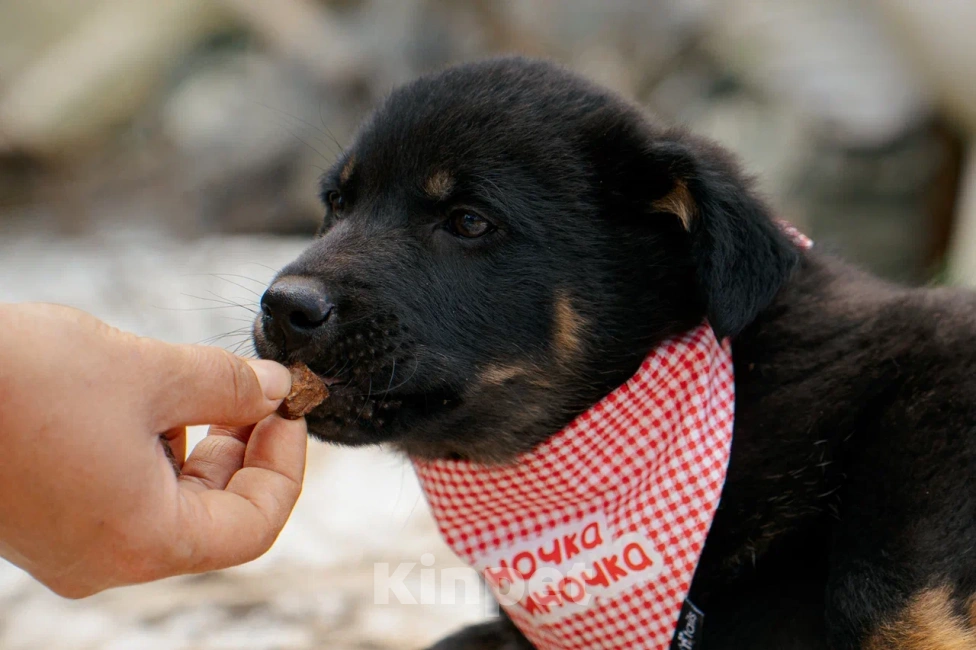 Собаки в Красногорске: Щенок мальчик Юджин 2 месяца Мальчик, Бесплатно - фото 1
