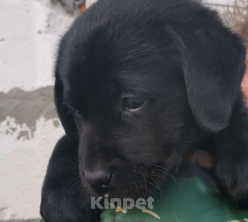 Собаки в Новокуйбышевске: Лучший щенок из помёта, 50 000 руб. - фото 1