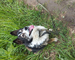 Собаки в Екатеринбурге: Пёс в добрые руки Мальчик, Бесплатно - фото 2